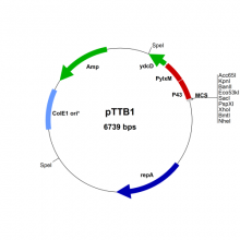 Bacillus subtilis expression system2